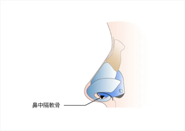 鼻中隔軟骨