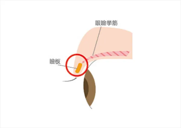 まぶた周辺の組織について